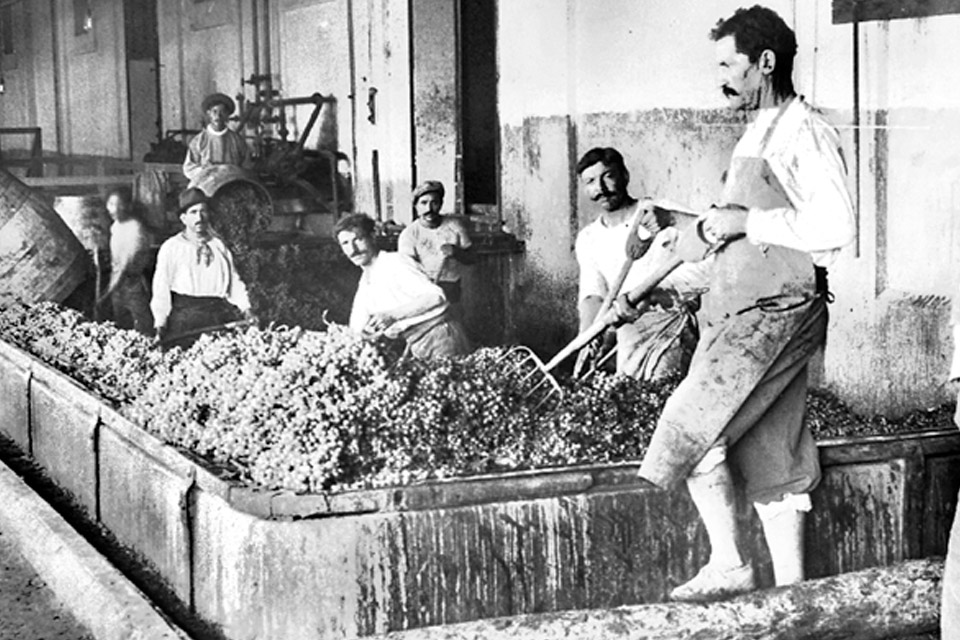 Bức ảnh lịch sử rượu vang pháp