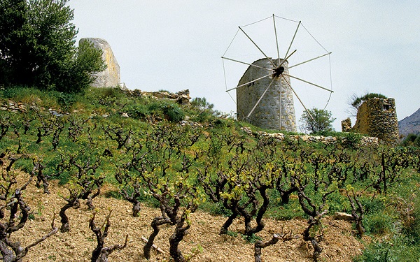 vườn nho tại khu sản xuất rượu vang Crete Hy Lạp