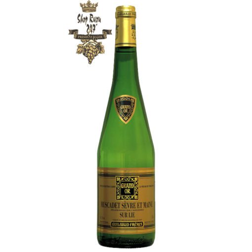 Rượu vang Pháp Guibaud Freres Grand Or Muscadet Sevre Et Maine Sur Lie 2019 mang đến một màu vàng chói tựa pha lê, bung tỏa