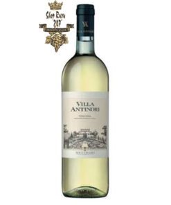 Rượu vang Ý Antinori Villa Antinori Bianco Toscana IGT có màu sắc tươi sáng, có vẻ đơn giản nhưng không kém phần thú vị.