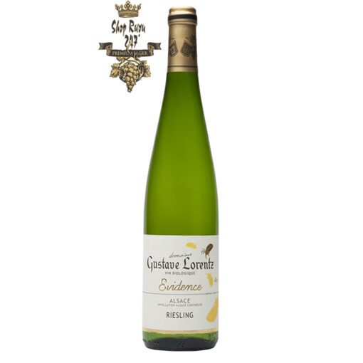 Rượu vang trắng Gustave Lorentz Alsace Riesling BIO Organic mang đến một màu vàng chói tựa pha lê, bung tỏa một làn hương đầy cuồng nhiệt
