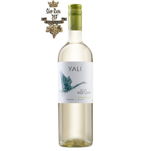 Rượu Vang Trắng Yali Wild Swan Sauvignon Blanc có mầu vàng rơm ánh xanh. Hương thơm các loại trái cây nhiệt đới và cam quýt hòa quyện