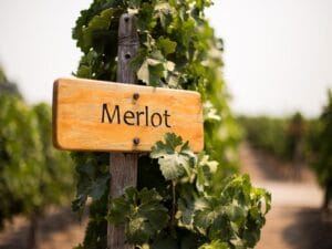 Merlot là một trong những loại rượu vang đỏ phổ biến nhất thế giới, và được yêu thích thứ hai ở Mỹ sau Cabernet Sauvignon