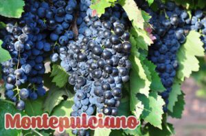Montepulciano là một loại nho làm rượu vang cổ điển của Ý và là một trong những loại nho được trồng rộng rãi nhất