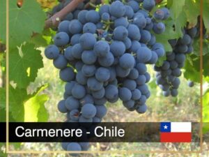 Carménère là một giống nho đỏ tạo ra một loại rượu vang có hương tiêu xanh đậm và gợi nhớ đến Cabernet sauvignon
