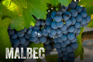 Tìm hiểu bí mật của rượu vang Malbec, một số mẹo kết hợp thực phẩm tuyệt vời của Malbec