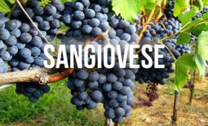 Sangiovese là loại nho nổi tiếng nhất và được trồng rộng rãi nhất ở Ý. Tinh tế hơn các loại rượu vang đỏ khác