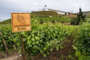 Sauvignon Blanc là một loại rượu vang trắng phổ biến và không thể nhầm lẫn được vì hương vị thảo mộc “xanh”
