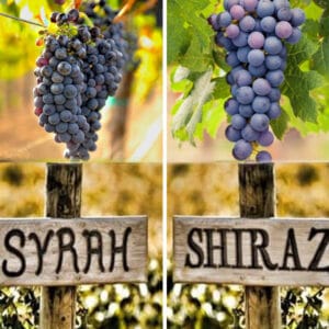 Syrah, còn được gọi là Shiraz , là một loại rượu vang đỏ phổ biến. Mặc dù quê hương của giống nho đỏ này là Pháp