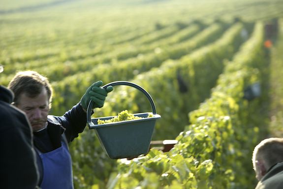 Nho được hái bằng tay từ tháng 8 đến tháng 10, thời gian thu hoạch tùy thuộc vào độ chín của nho. Các nhà sản xuất rượu vang