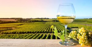 Terroir trong rượu vang là gì?