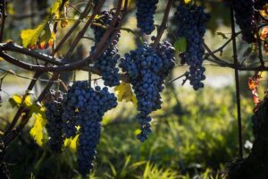 Shopruou247_hinh_anh_530794284 1171259488375664 7985500160237621595 n