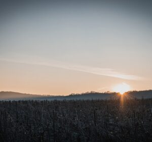 Shopruou247_hinh_anh_605400351 1284883650346580 1490572386861907883 n